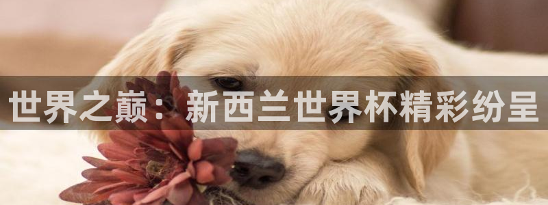 世界杯足球：世界之巅：新西兰世界杯精彩纷呈